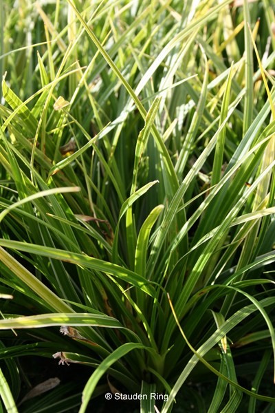 Japan-Segge - Carex morrovii ´Variegata`